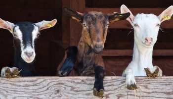 three goats hanging over a wooden plank