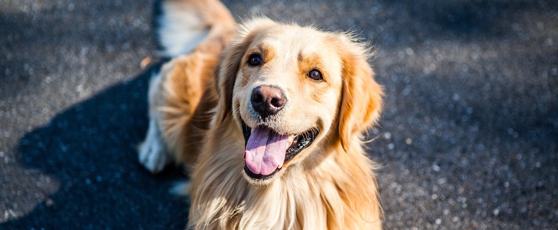 happy golden retriever on pavement
