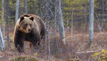 a brown bear in the woods