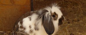 brown and white rabbit
