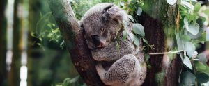 a koala bear sleeping in a tree