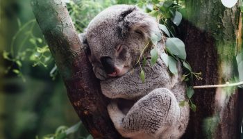 a koala bear sleeping in a tree