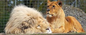 lion and lioness in enclosed zoo