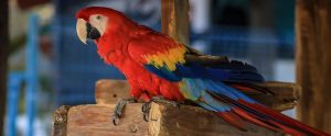 colorful parrot