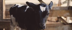 sad calf in a farm