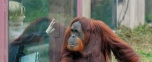 an orangutan in a zoo facing a visiting child