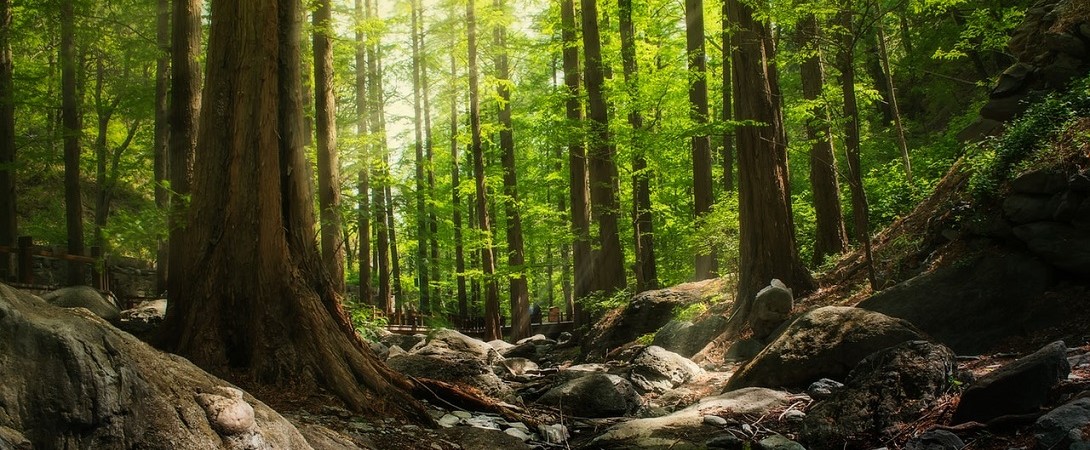 scenic green woods