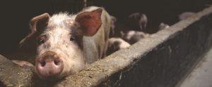 a sad pig sticking its stout out over the concrete fence in a factory farm