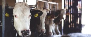 dairy cows locked in a dairy farm