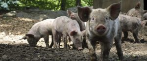 dirty piglets on a farm outside
