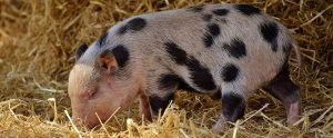 a piglet walking in hay