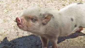 piglet stretching out in sun