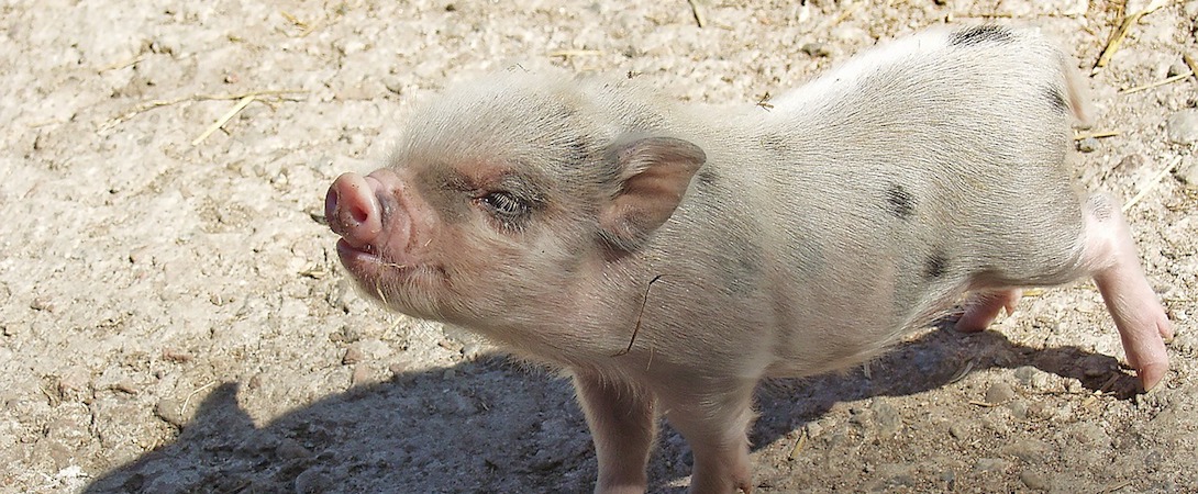 piglet stretching out in sun