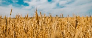 a wheat field