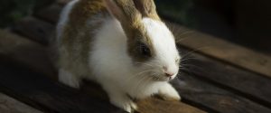 a rabbit on a table