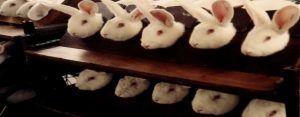 cosmetic tests on white rabbits