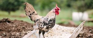 chicken standing on dirt