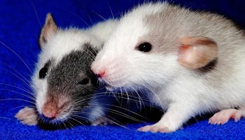 two rats on a blue blanket