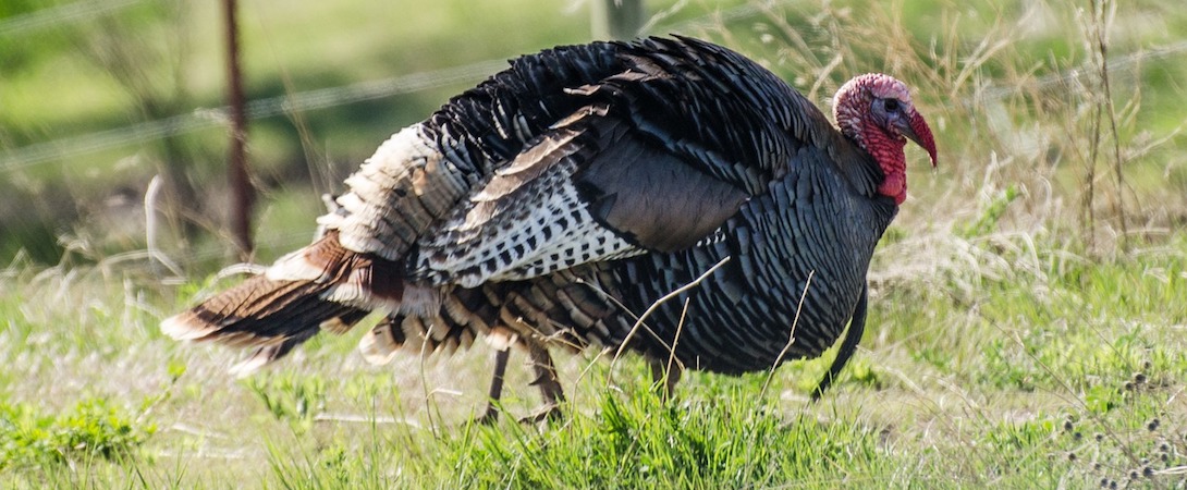 wild turkey in nature