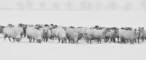 herd of white sheep in snow