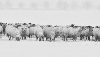 herd of white sheep in snow