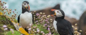 two puffins on a cliff