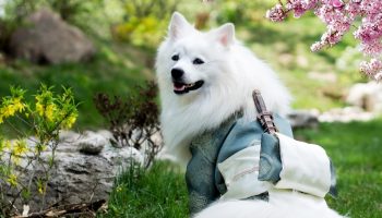 a Japanese spitz sitting outside whilst wearing traditional Japanese clothing