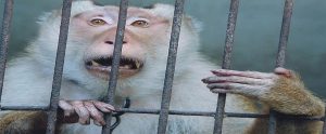 research monkey locked behind a cage