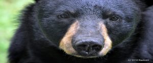 black bear
