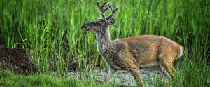 deer in tall grass