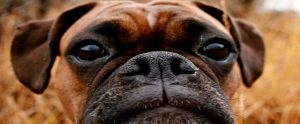 close up of a dog