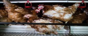 chickens in an intense cage system