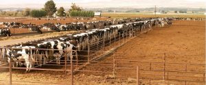 cows on a sandy farm