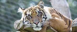 tiger lying down on a wooden plank in a conservation park