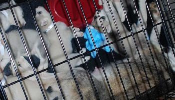 Siberian Husky puppies and their mother in a cage