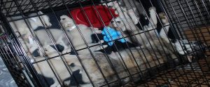 husky in a cage with its puppies