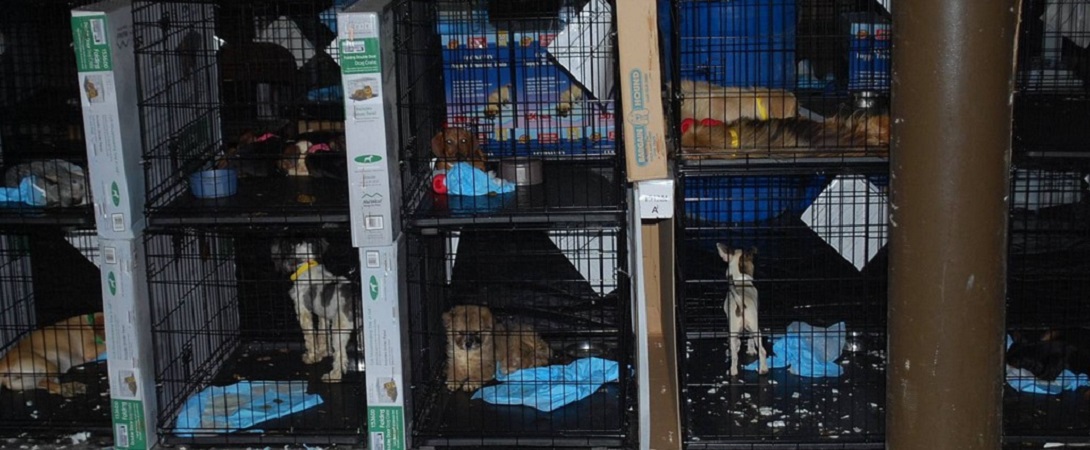 dogs in cramped cages in a dirty puppy mill