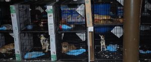 dirty puppy mill