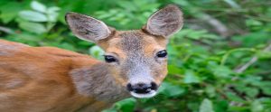 deer in the woods