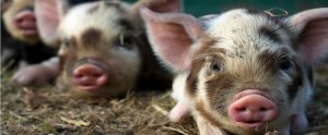 pigs in a barn