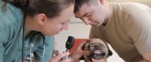two veterinarians treating a sick dog