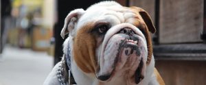 British Bull Dog
