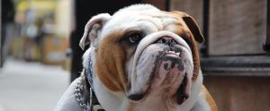 bull dog