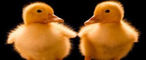 two clone baby chicks next to each other