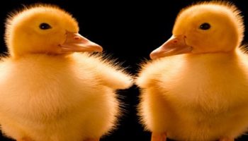 two clone baby chicks next to each other