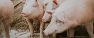 four pigs standing on mud