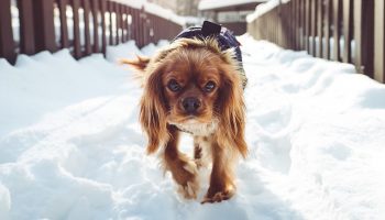 a dog with a coat on it walking in the snow