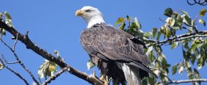 bald eagle on a tree