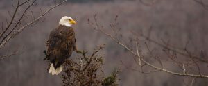 a bald eagle on a tree