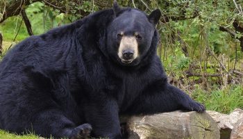 a large black bear in wildlife